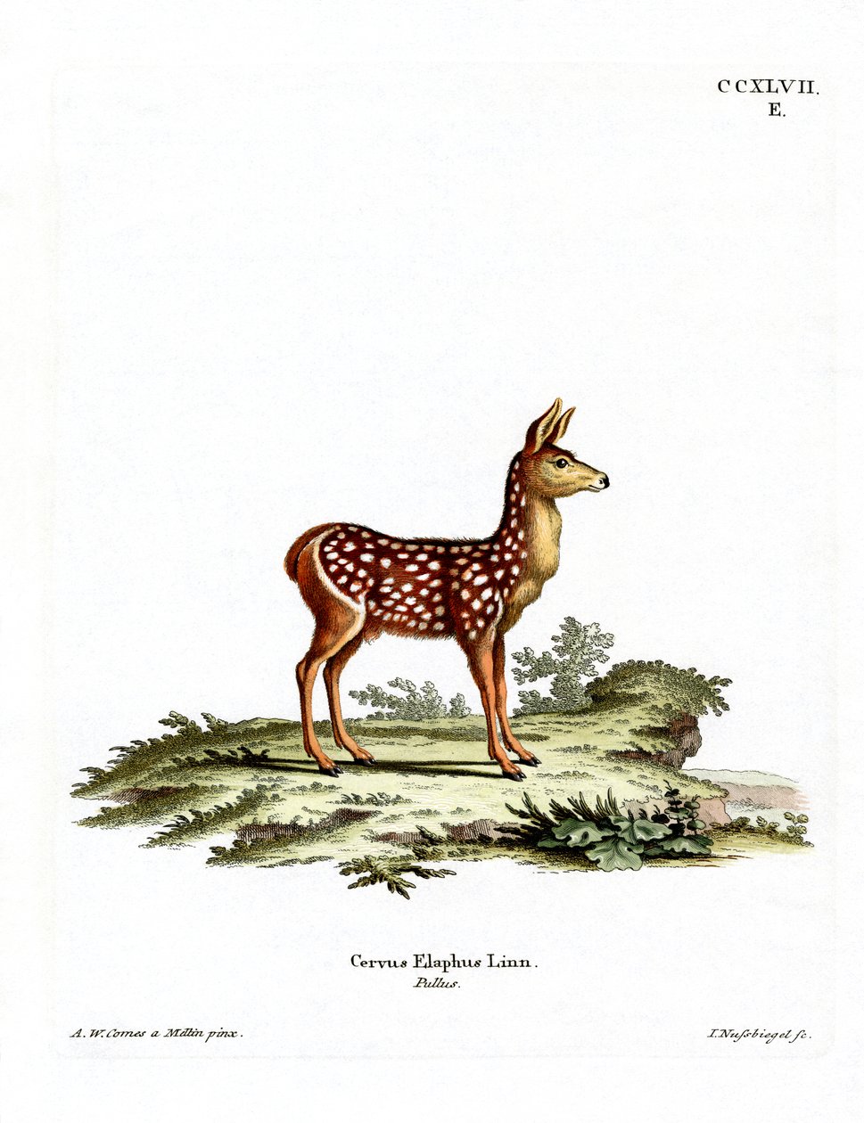 Red Deer Fawn (színes metszet) alkotó: German School