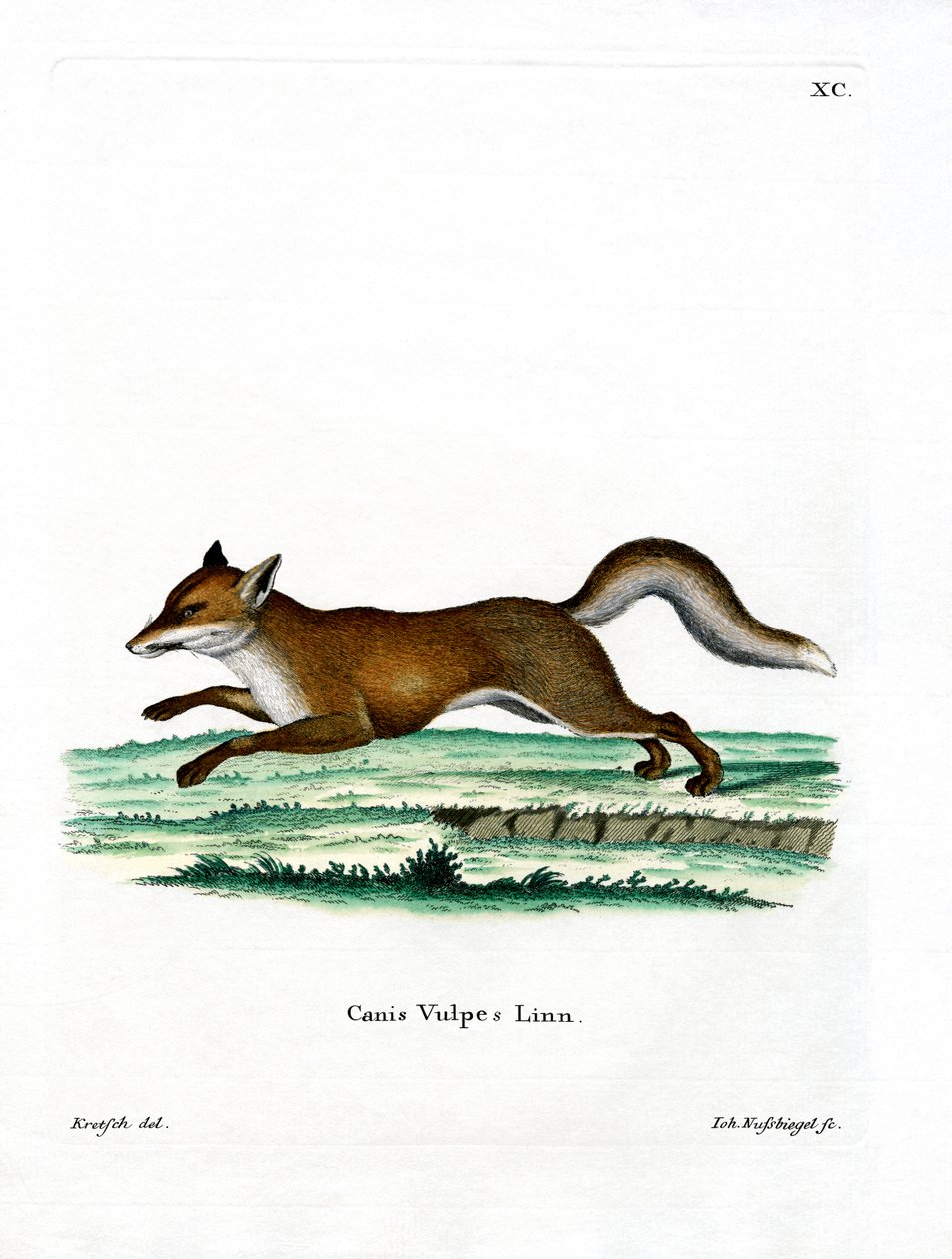 Red Fox (színes metszet) alkotó: German School