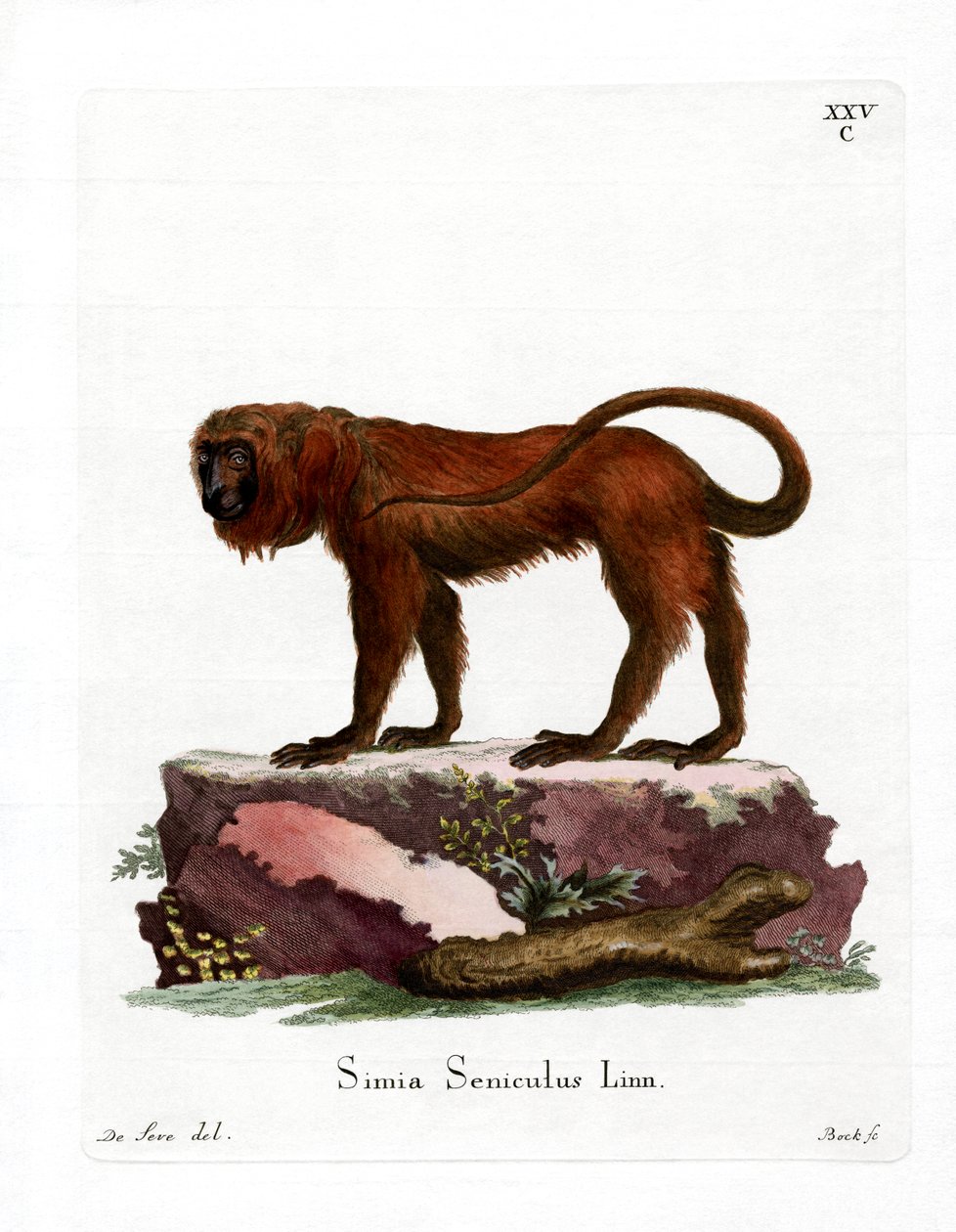 Red Howler (színes metszet) alkotó: German School