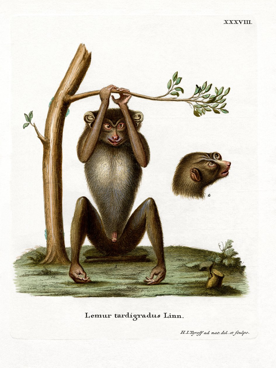 Red Slender Loris (színes metszet) alkotó: German School