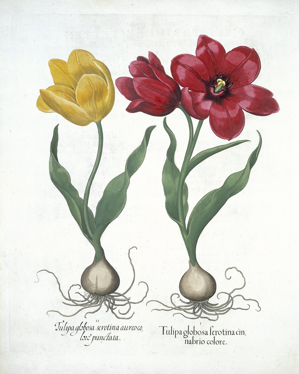 Piros és sárga tulipán, Hortus Eystettensis, Basil Besler (1561-1629) kocsma. 1613 (kézzel színezett metszet) alkotó: German School