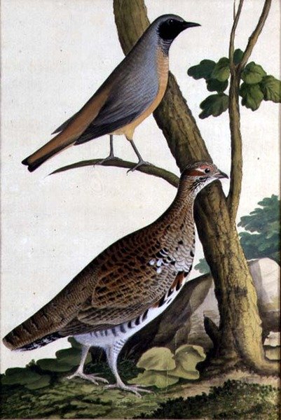 Redstart (Phoenicurus phoenicurus) és Hazel Tyúk, 1740 körül (akvarell papíron) alkotó: German School