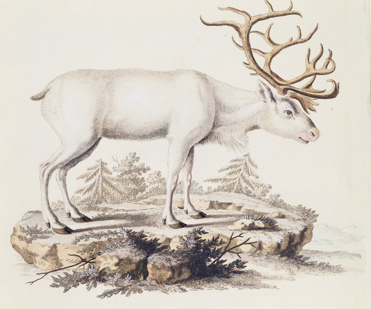 Rénszarvas (Cervus tarandus), az emlősökből, leírásokkal illusztrálva a természetből, Johann Christian Daniel von Schreber (1739-1810), metszet: I Nufsbiegel, 5. kötet, 248-C táblázat, Németország alkotó: German School