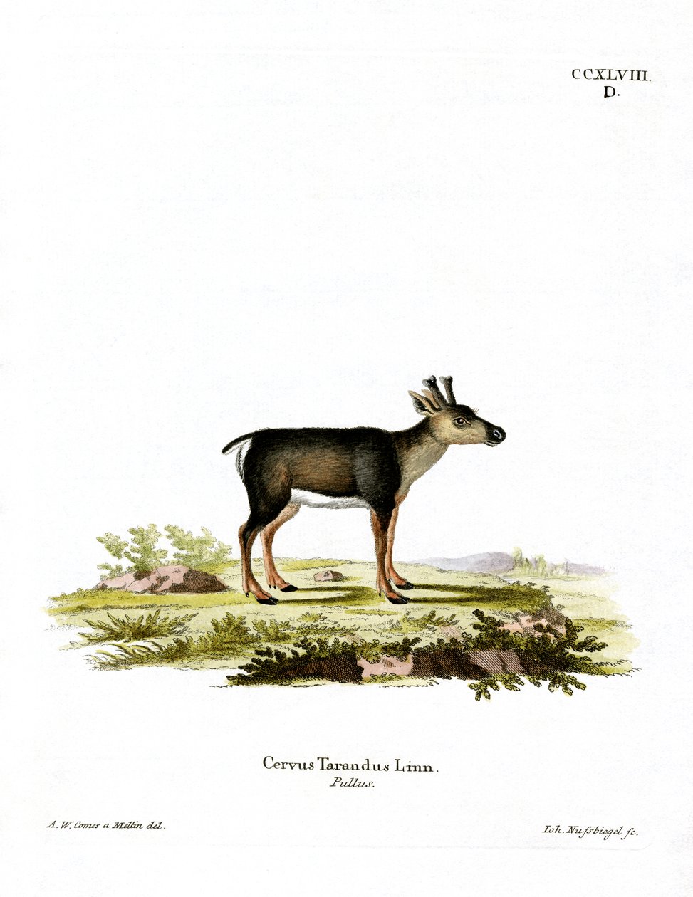 Rénszarvas Fawn (színes metszet) alkotó: German School