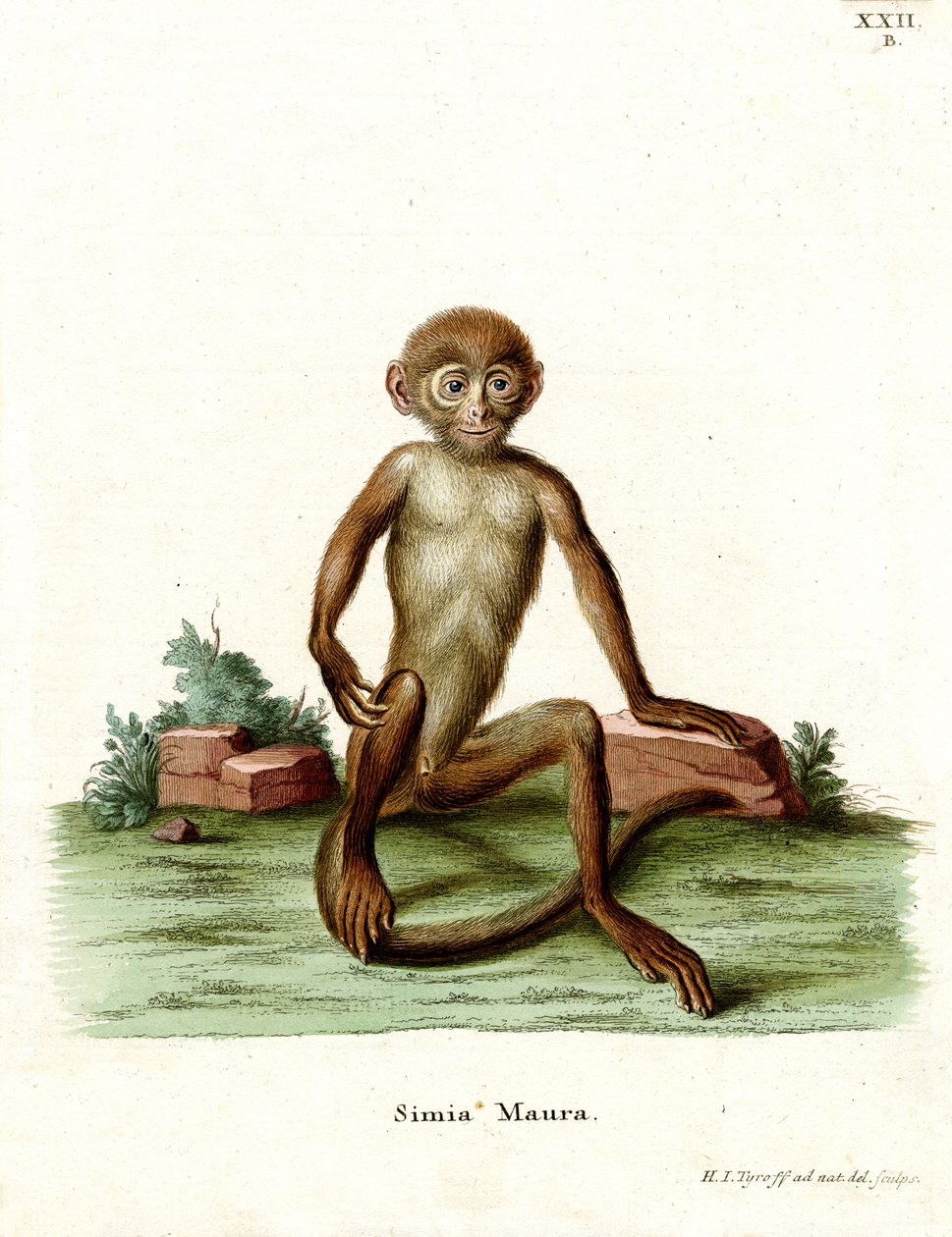 Rhesus makákó (színes metszet) alkotó: German School