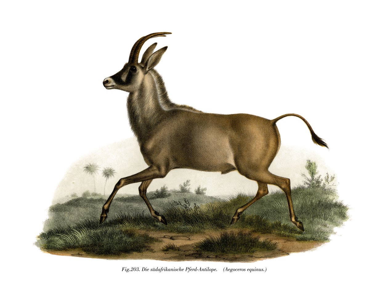 Roan Antilop, 1860 alkotó: German School