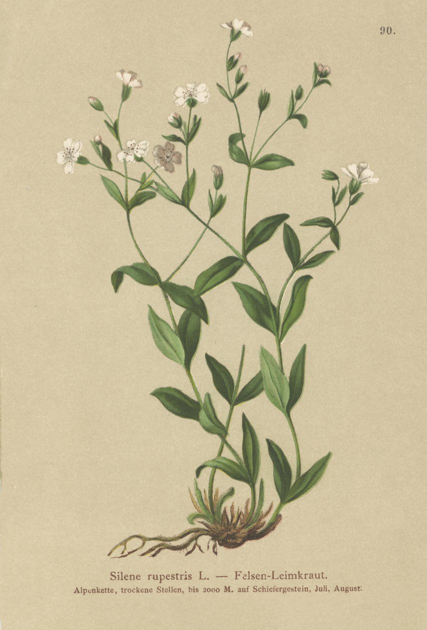 Rock Campion (Silene rupestris) alkotó: German School