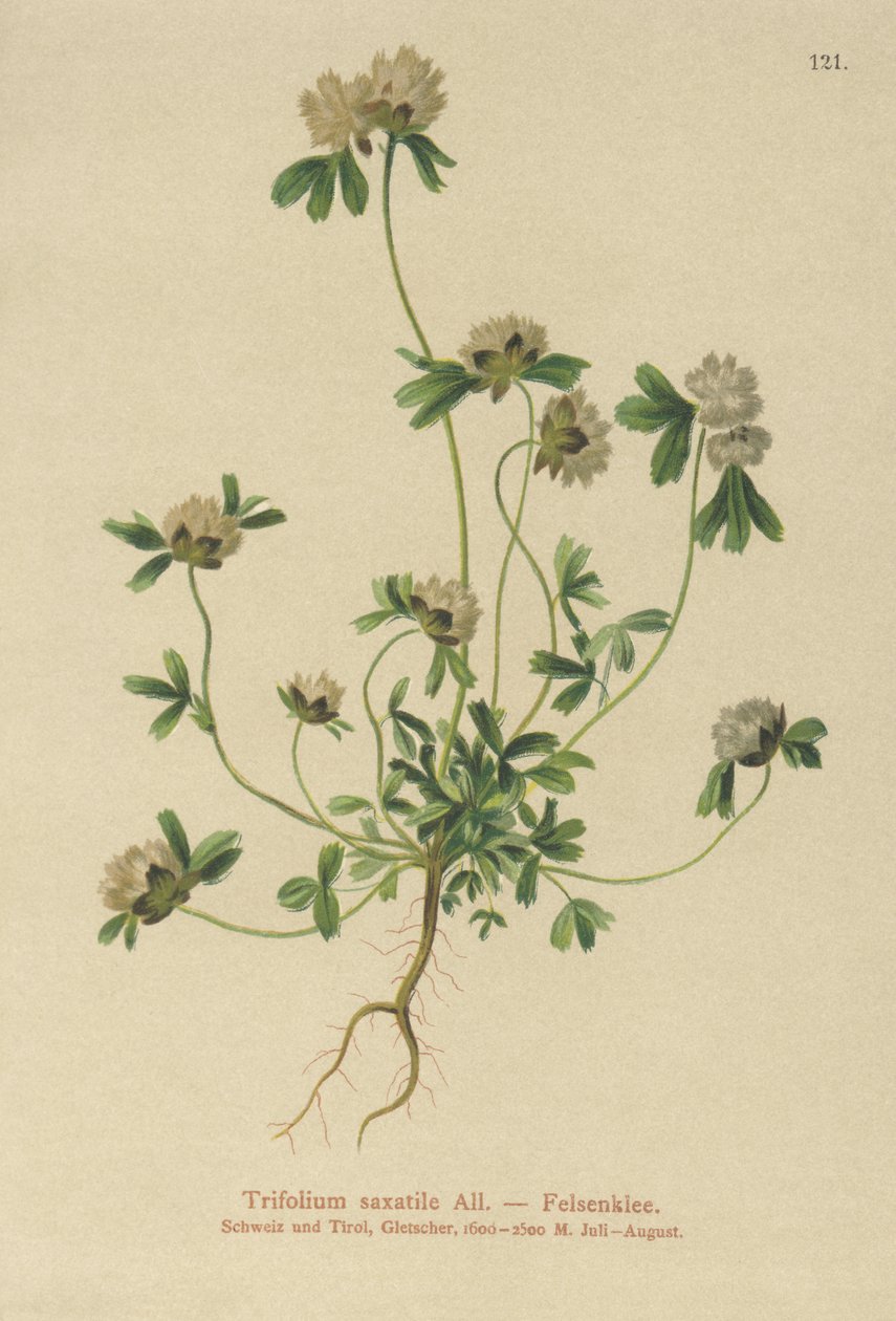 Sziklalóhe (Trifolium saxatile) alkotó: German School