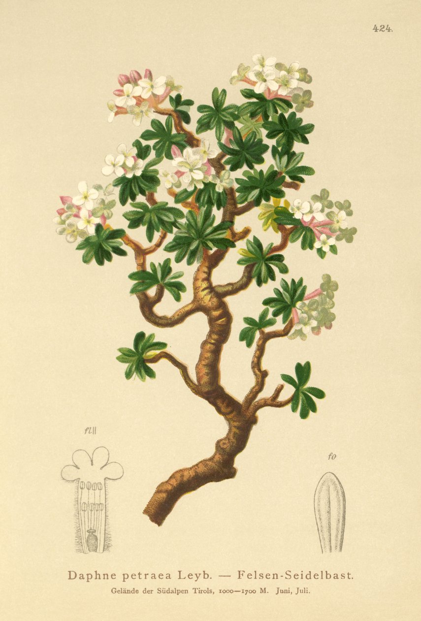 Daphne szikla (Daphne petraea, Daphne rupestris) alkotó: German School