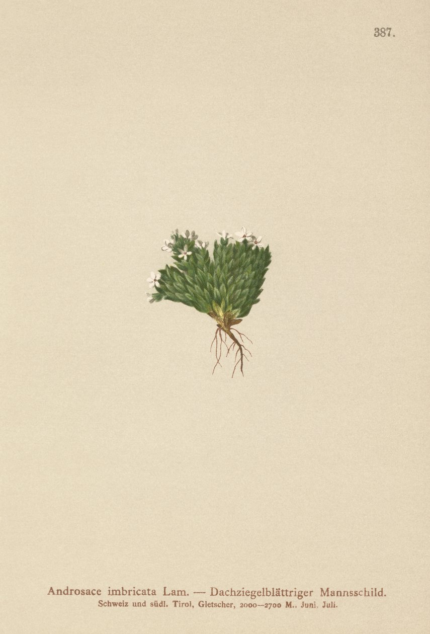 Sziklajázmin (Androsace imbricata, Aretia imbricata) alkotó: German School