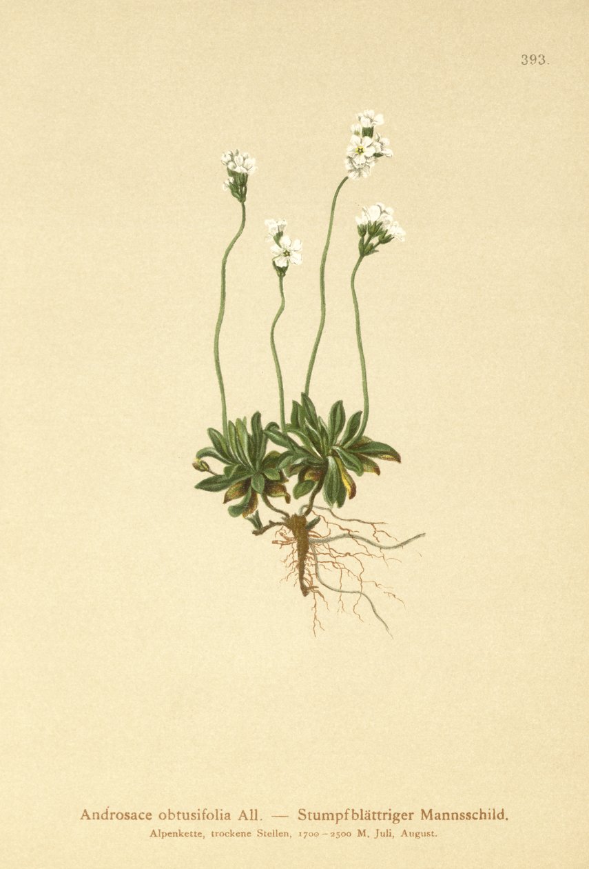 Sziklajázmin (Androsace obtusifolia) alkotó: German School
