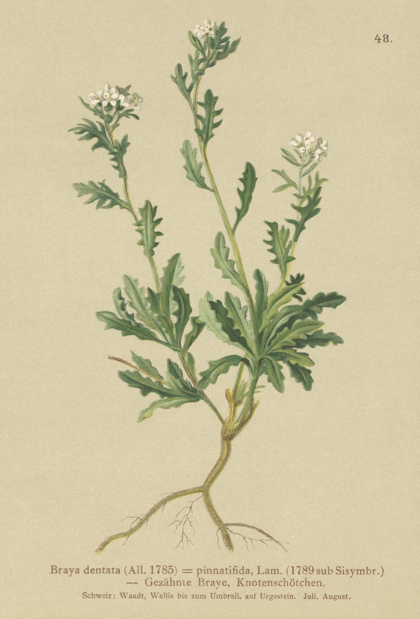 Sziklatorma (Braya dentata, Braya pinnatifida, Murbeckiella pinnatifida, Arabette pennatifida, Grass Cornacchia pennatifida) alkotó: German School