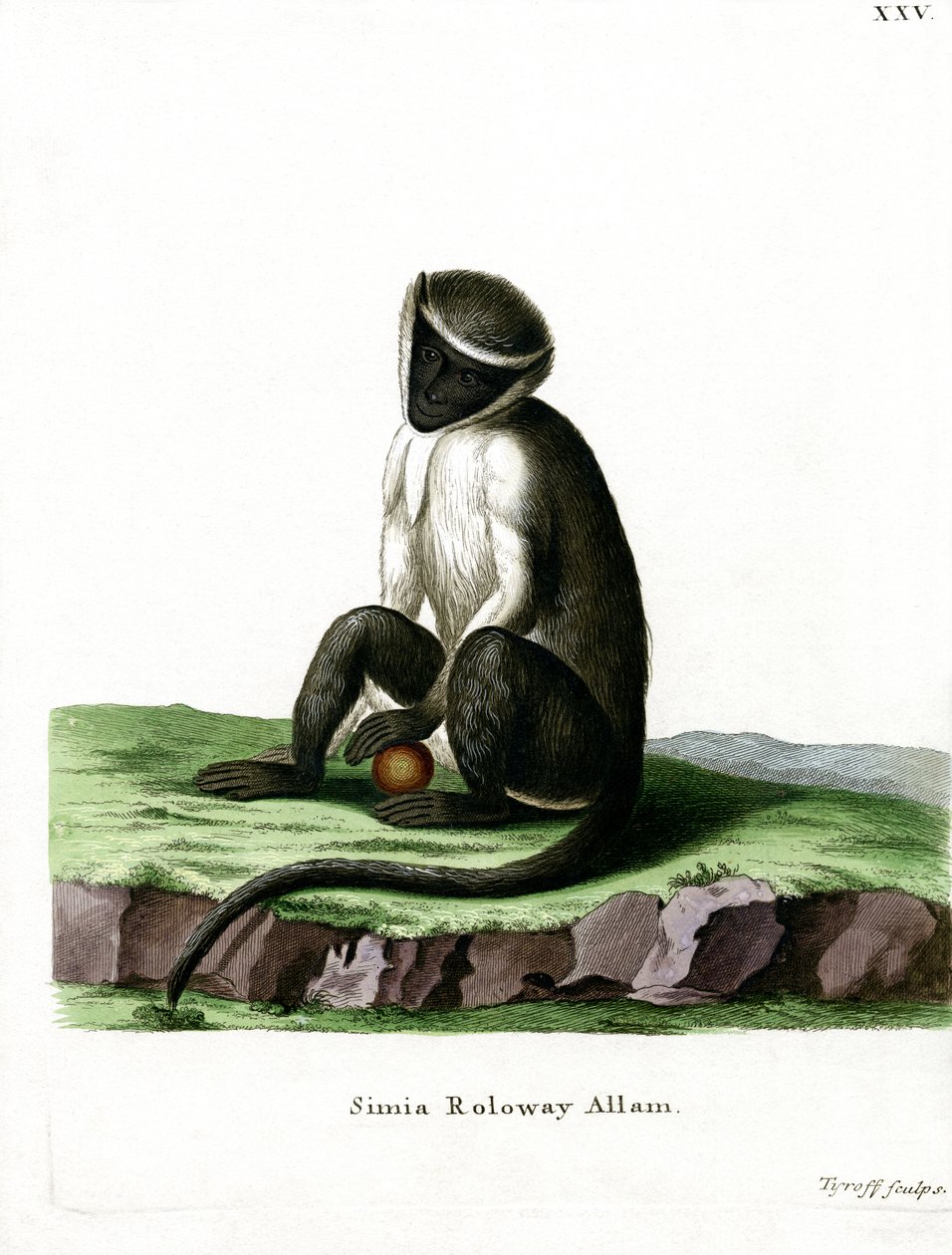 Roloway Guenon (színes metszet) alkotó: German School