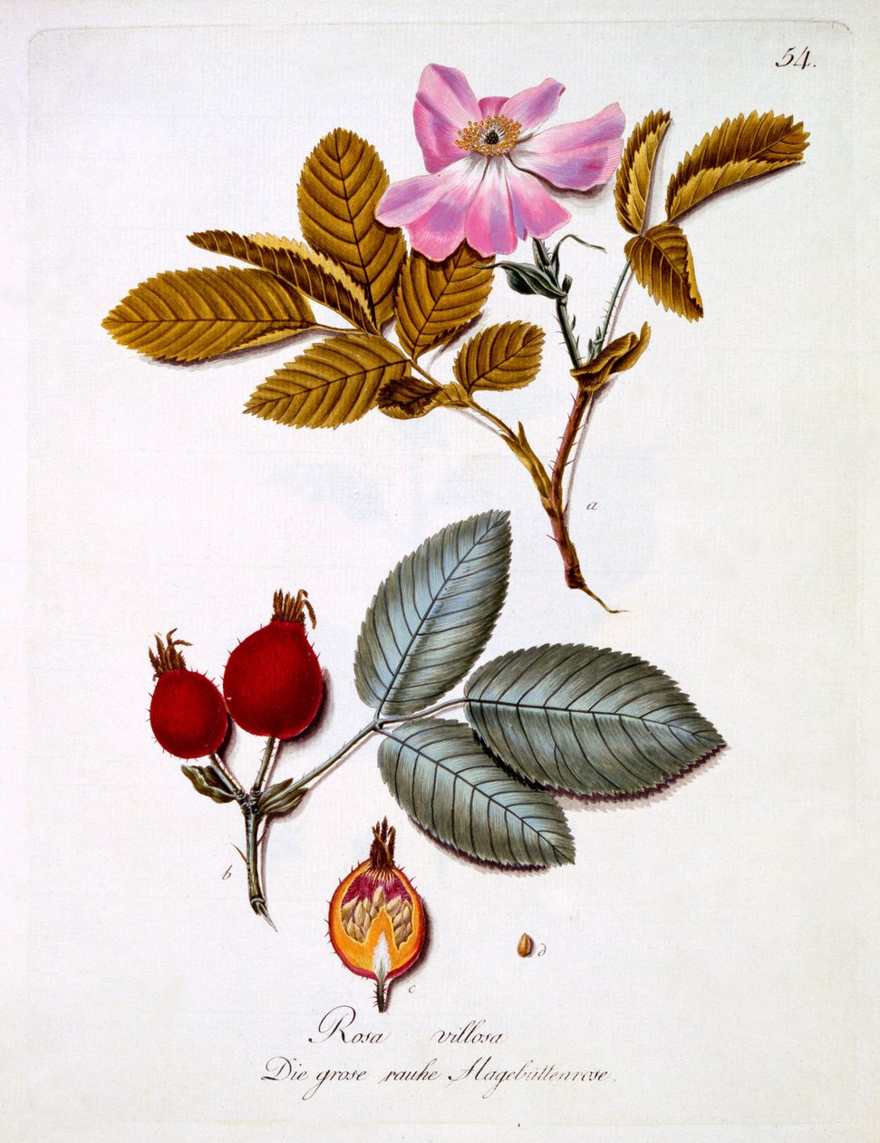 Rosa villosa, illusztráció Johann Daniel von Reitter német vadvirágos könyvéből, megjelent 1803-5 körül alkotó: German School