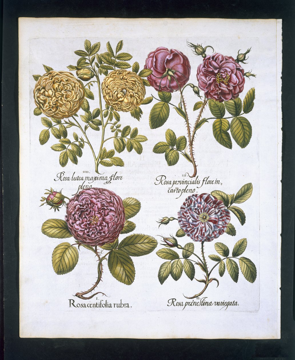 Rózsák, 95-ös tányér, Hortus Eystettensisby Basil Besler (1561-1629) pub. 1613 (kézzel színezett metszet) alkotó: German School
