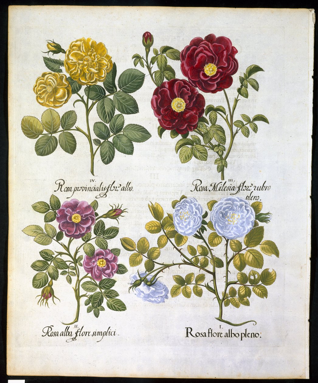 Rózsák, 96-os tányér a Hortus Eystettemsis Basil Besler (1561-1629) kocsmából 1613-ban (kézzel színezett metszet) alkotó: German School