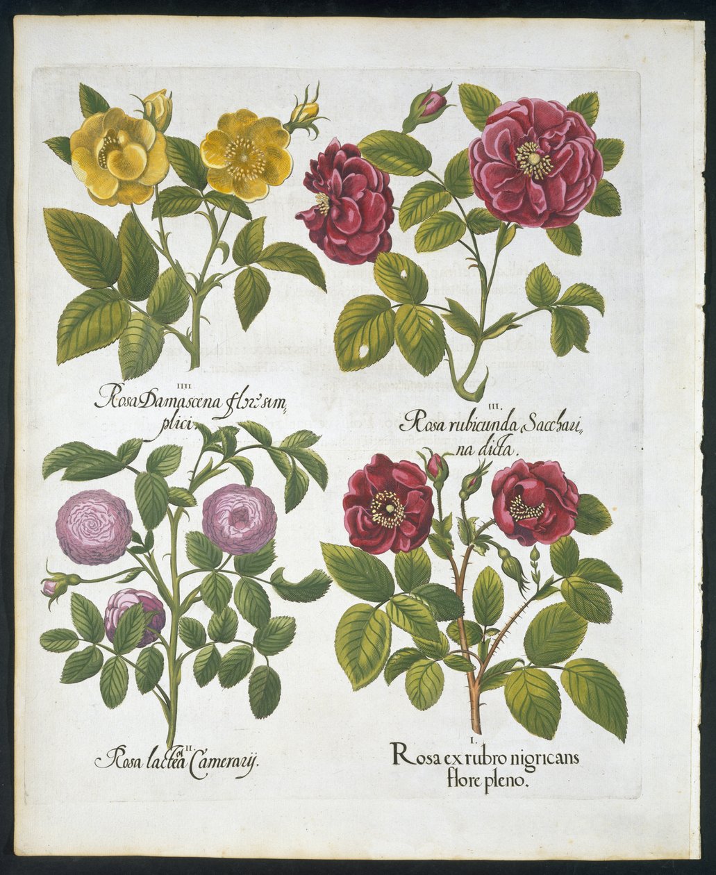 Rózsák, 96-os tányér a Hortus Eystettensistől, Basil Besler (1561-1629) kocsma 1613 (kézzel színezett metszet) alkotó: German School