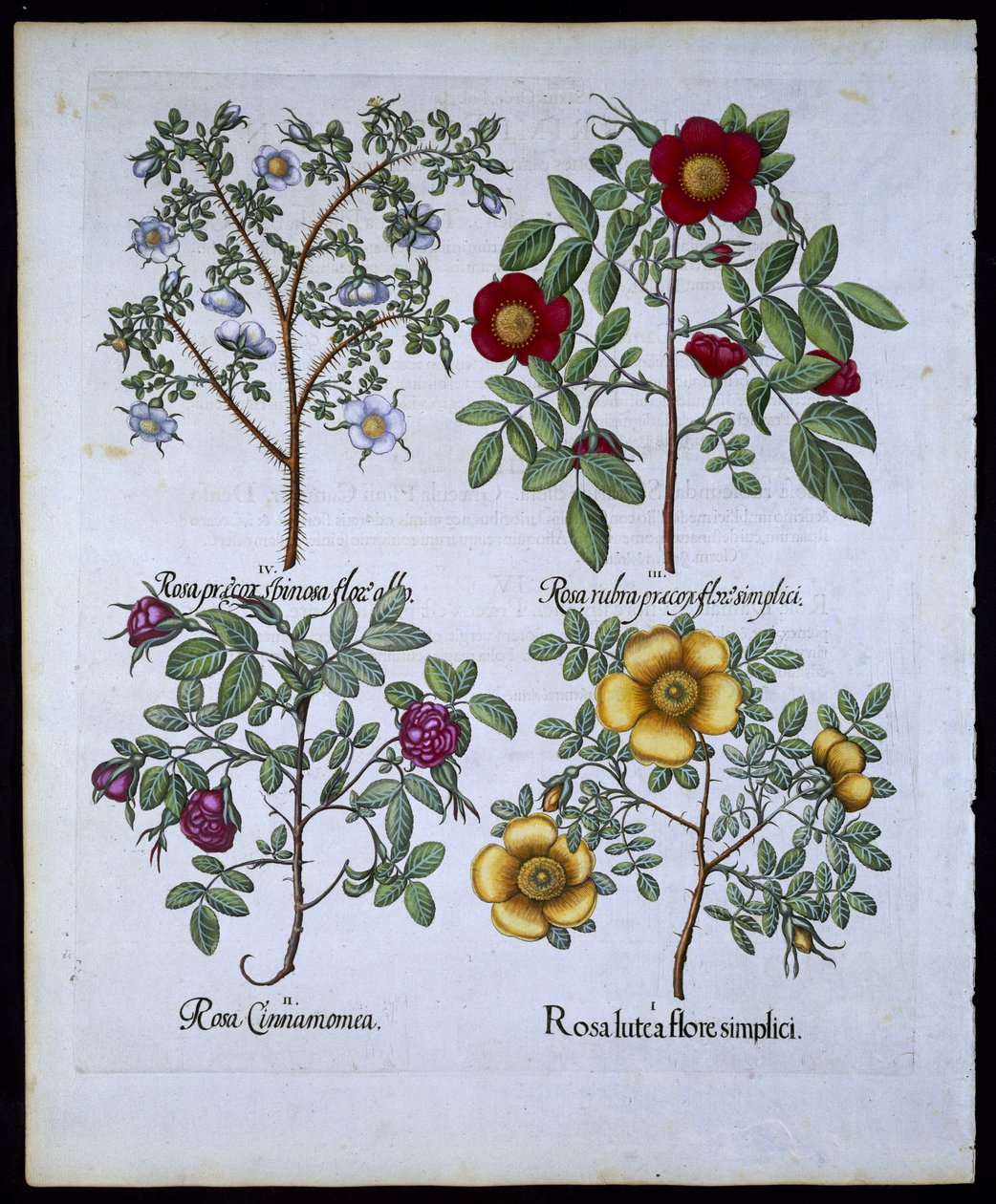 Rózsák, 98-as tányér, Hortus Eystettensisby Basil Besler (1561-1629) pub. 1613 (kézzel színezett metszet) alkotó: German School