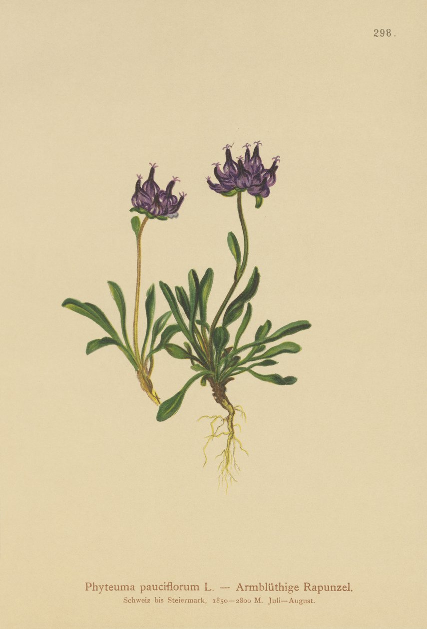 Kerekfejű rammpion (Phyteuma pauciflorum, Rapunculus pauciflorus, Phyteuma globulariifolium) alkotó: German School