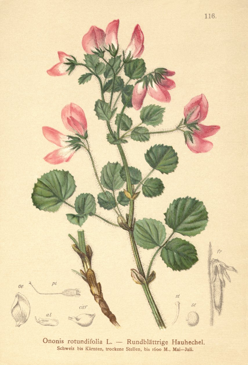 Kereklevelű Restharrow (Ononis rotundifolia, Ononis tribracteata) alkotó: German School