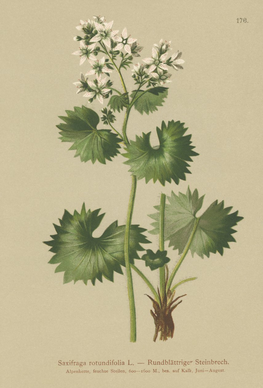 Kereklevelű szaxifrage (Saxifraga rotundifolia) alkotó: German School