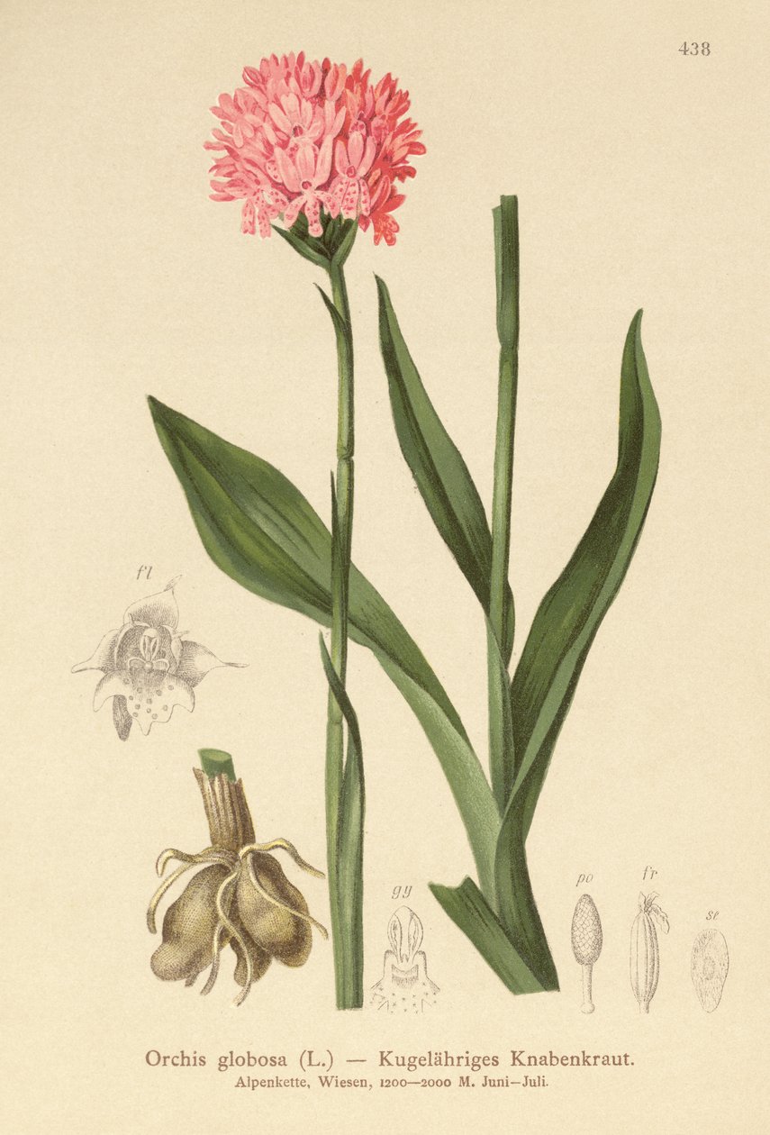 Kerekfejű orchidea (Orchis globosa, Traunsteinera globosa) alkotó: German School
