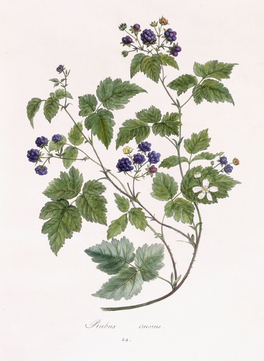 Rubus caesius alkotó: German School