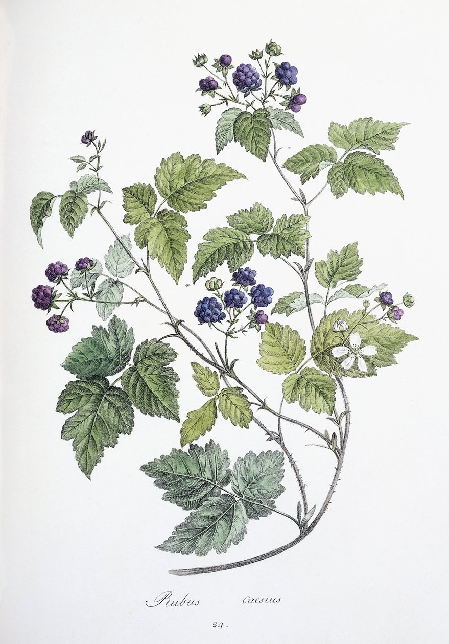 Rubus caesius, 1811-1818 alkotó: German School