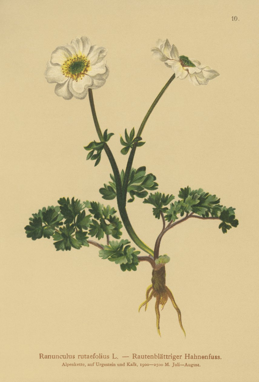 Rue levelű varjúláb (Ranunculus rutaefolius) alkotó: German School