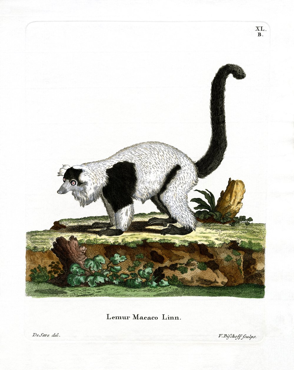 Ruffed Lemur (színes metszet) alkotó: German School
