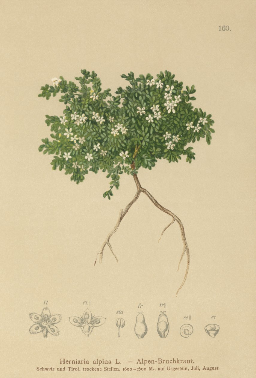 Ropogós fű (Herniaria alpina, Herniaria ciliolata) alkotó: German School