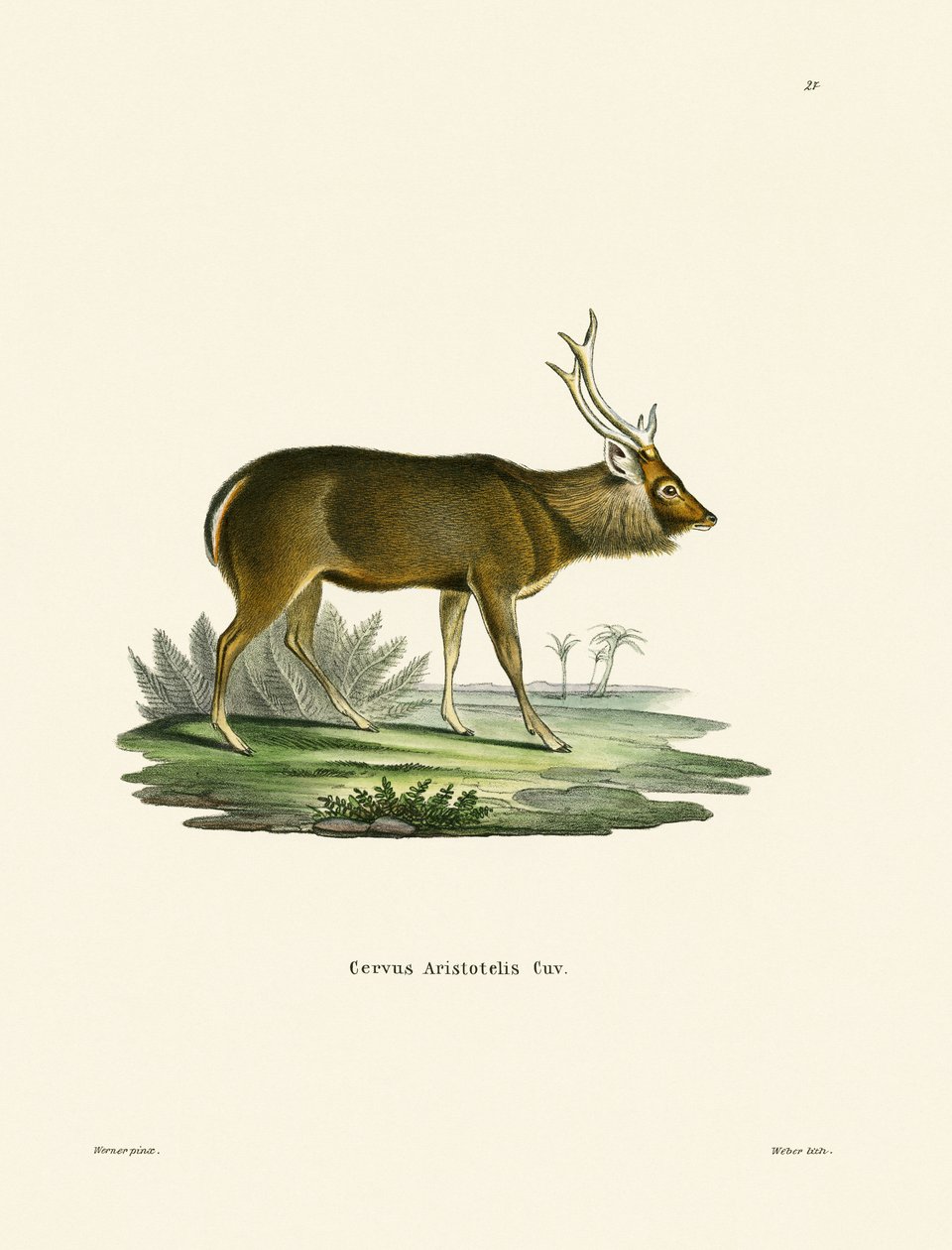 Sambar (színes metszet) alkotó: German School