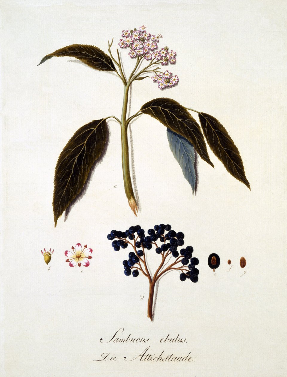 Sambucus Ebulus, Johann Daniel von Reitter „Átfogó munkája minden fafajról” című művéből, 1803-2005 (színes metszet) alkotó: German School