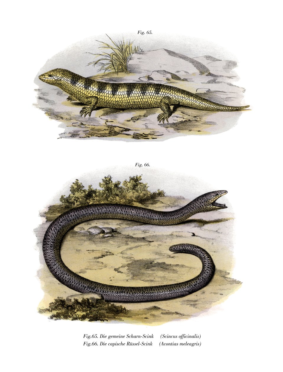 Sandfish Skink (színes litho) alkotó: German School