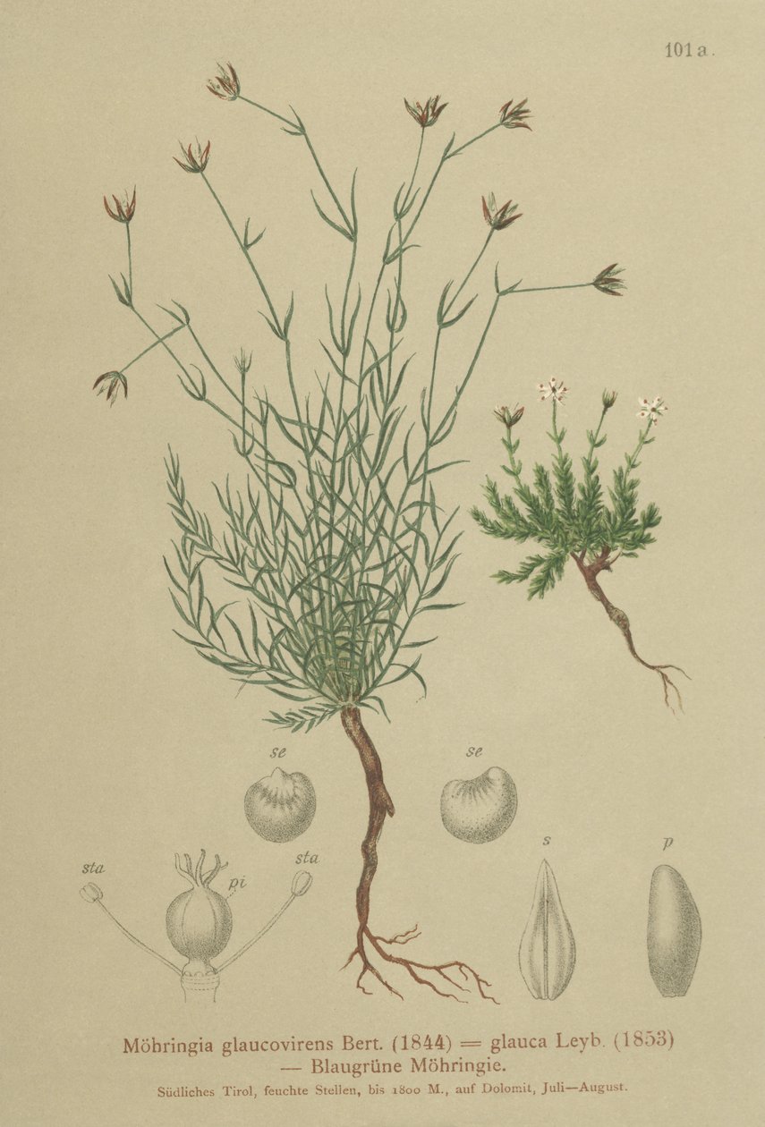 Homokfű (Moehringia glaucovirens, Möhringia glaucovirens, Möhringia glauca, Moehringia glauca, Arenaria glaucovirens) alkotó: German School