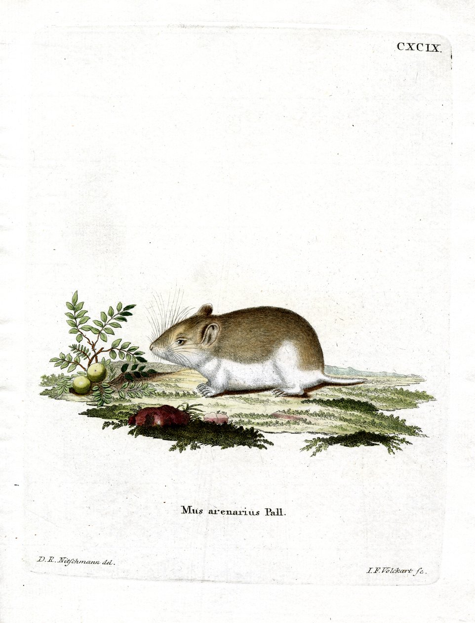 Sandy Mole Rat (színes gravírozás) alkotó: German School