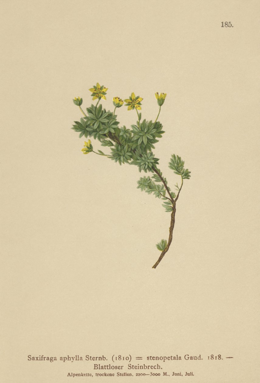 Saxifraga (Saxifraga aphylla, Saxifraga stenopetala) alkotó: German School