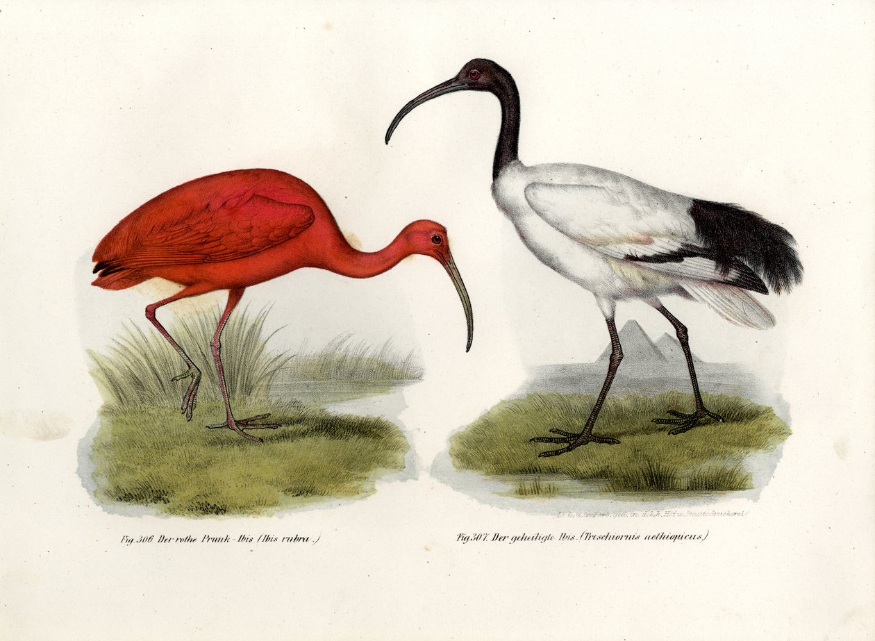 Scarlet Ibis, 1864 alkotó: German School