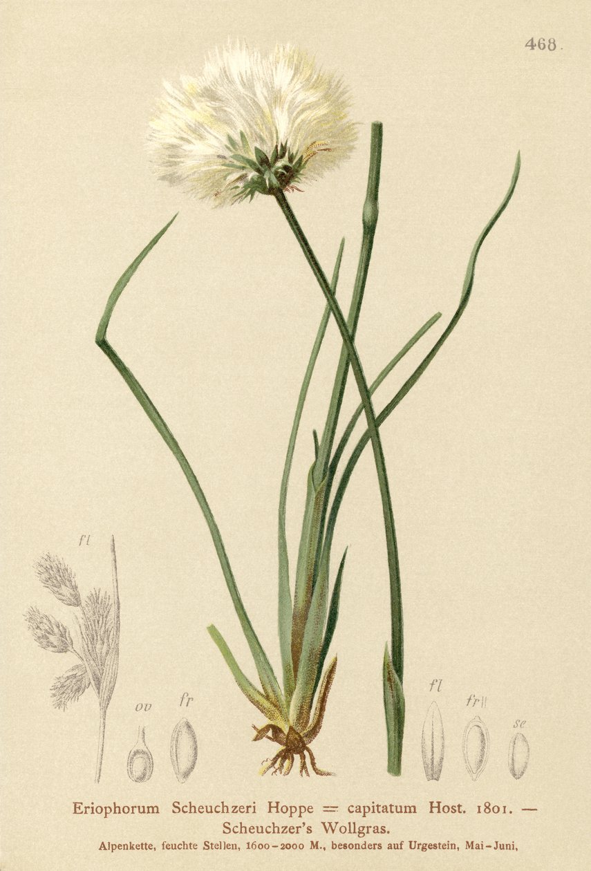 Scheuchzers gyapotfű (Eriophorum Scheuchzeri, Eriophorum capitatum) alkotó: German School