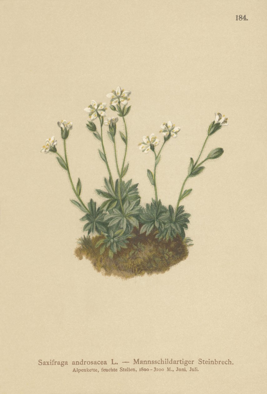 Scree Saxifrage (Saxifraga androsacea) alkotó: German School