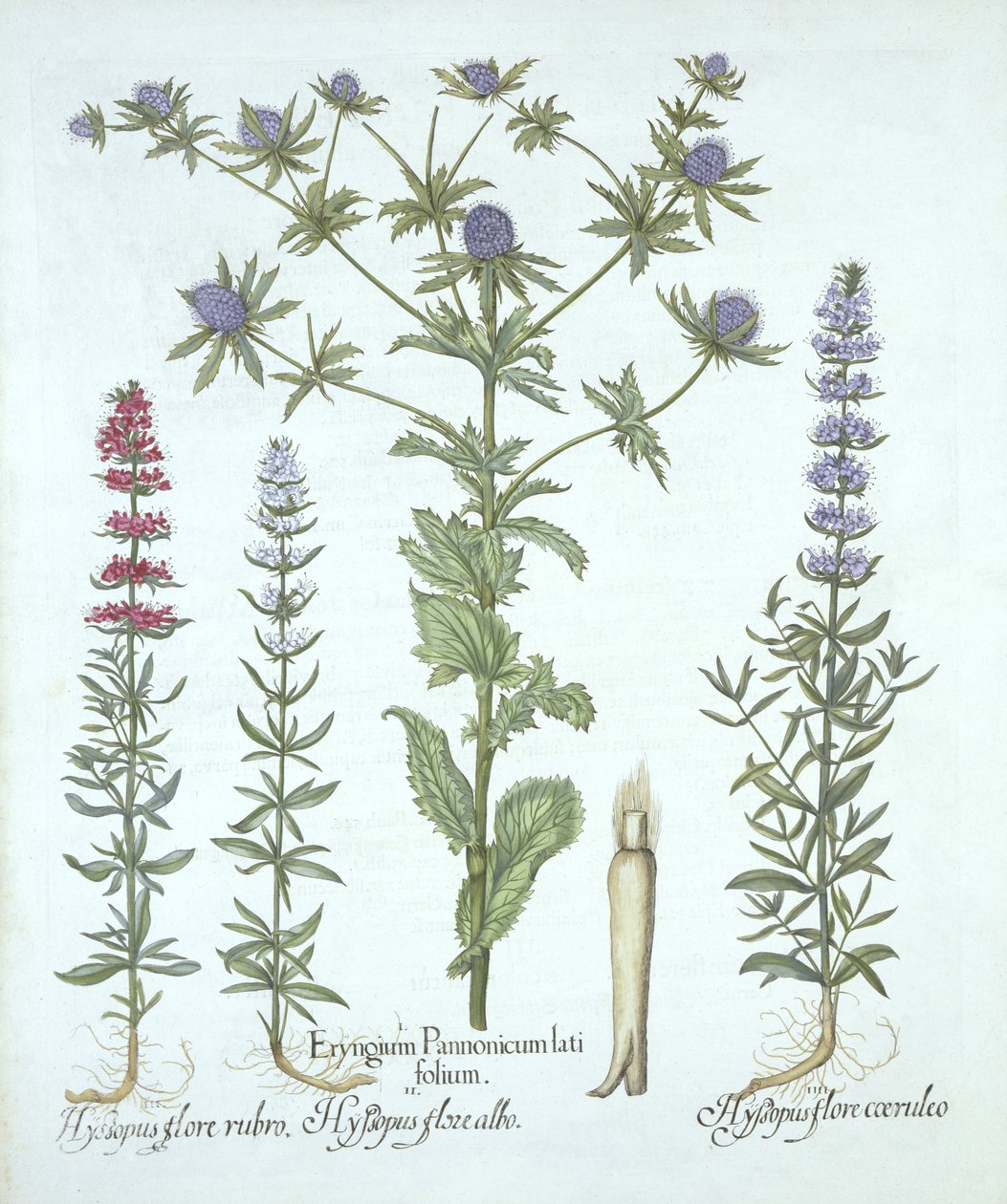 Tengeri magyal és háromféle izsóp, a Hortus Eystettensisből, Basil Besler (1561-1629), pub. 1613 (kézzel színezett metszet) alkotó: German School