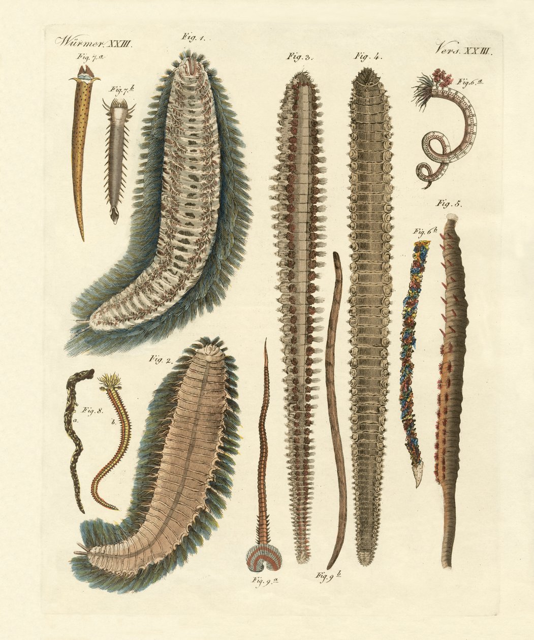 Tengeri férgek (színes gravírozás) alkotó: German School
