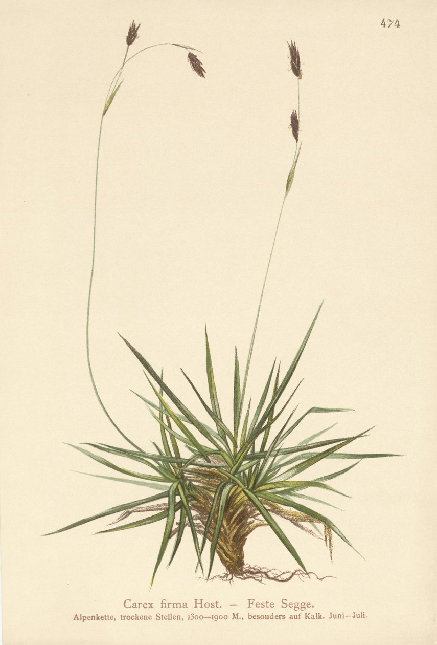 Sás (Carex firma) alkotó: German School
