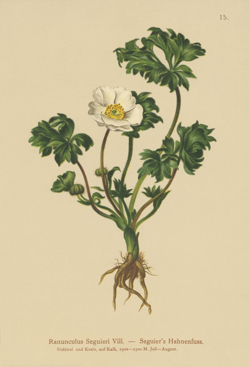 Seguiers Crowfoot (Ranunculus seguieri) alkotó: German School