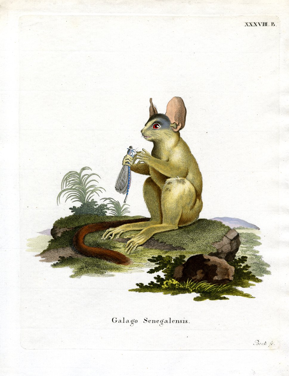 Senegal Bushbaby (színes metszet) alkotó: German School