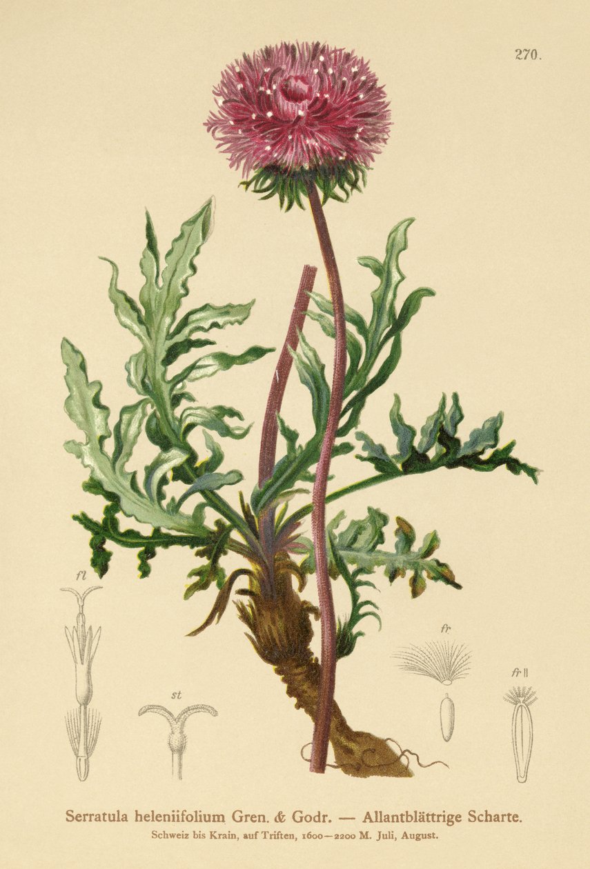 Serratula (Serratula heleniifolium) alkotó: German School