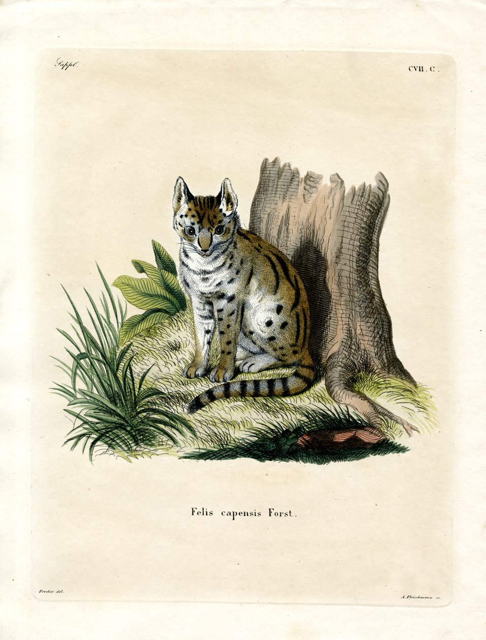 Serval (színes metszet) alkotó: German School