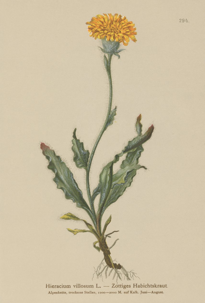 Bozontos sólyomfű (Hieracium villosum) alkotó: German School