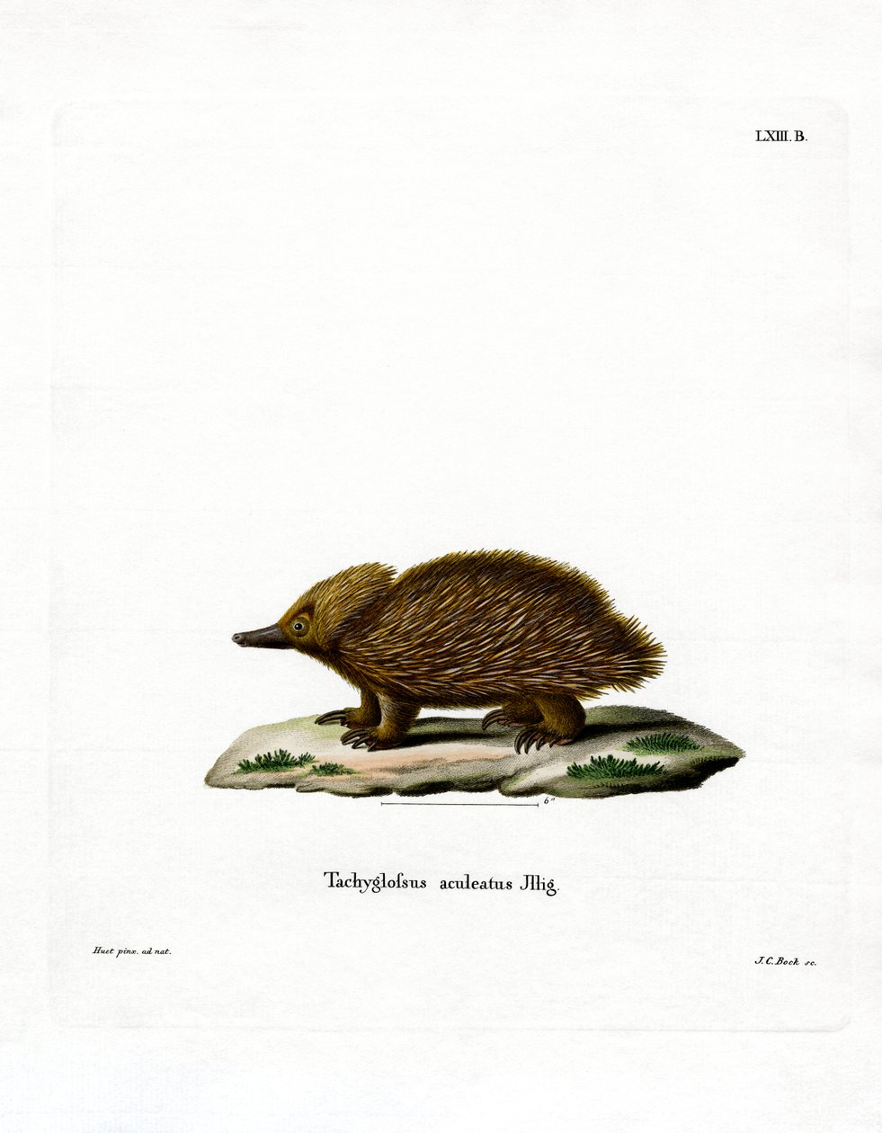 Rövidcsőrű Echidna (színes metszet) alkotó: German School