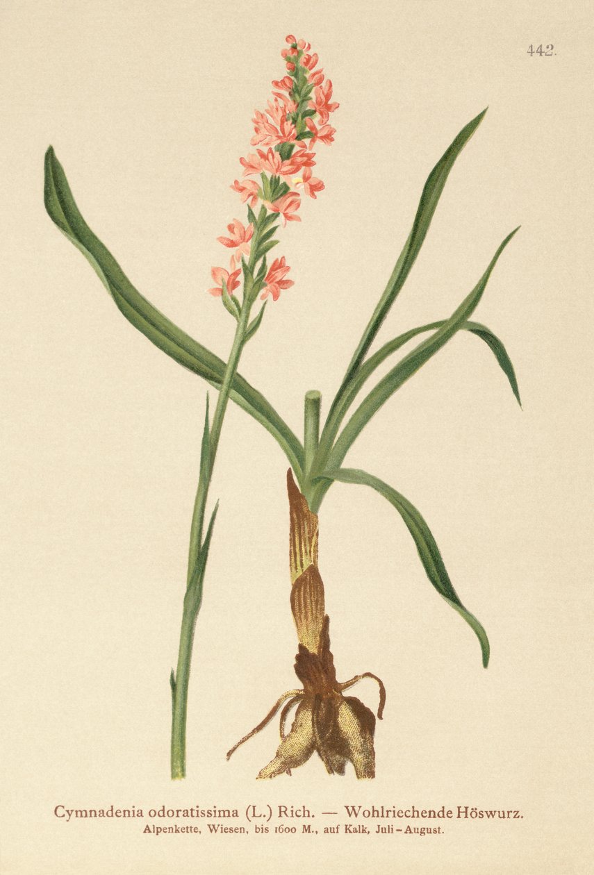 Rövid szárú illatos orchidea (Gymnadenia odoratissima) alkotó: German School